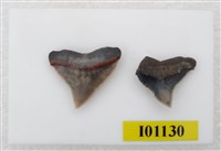 藏品(魚齒)的圖片